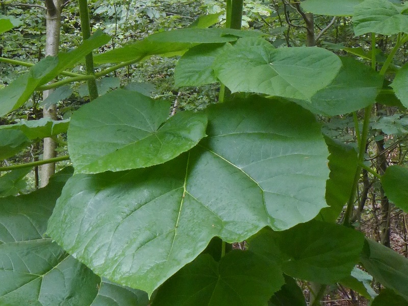 57+ Baum Mit Sehr Großen Blättern, Hallo,das ist eine paulownia