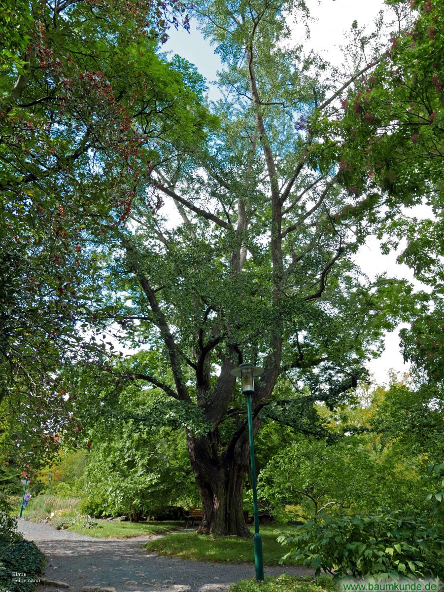 Ginkgo 2 im Bot. Garten Jena