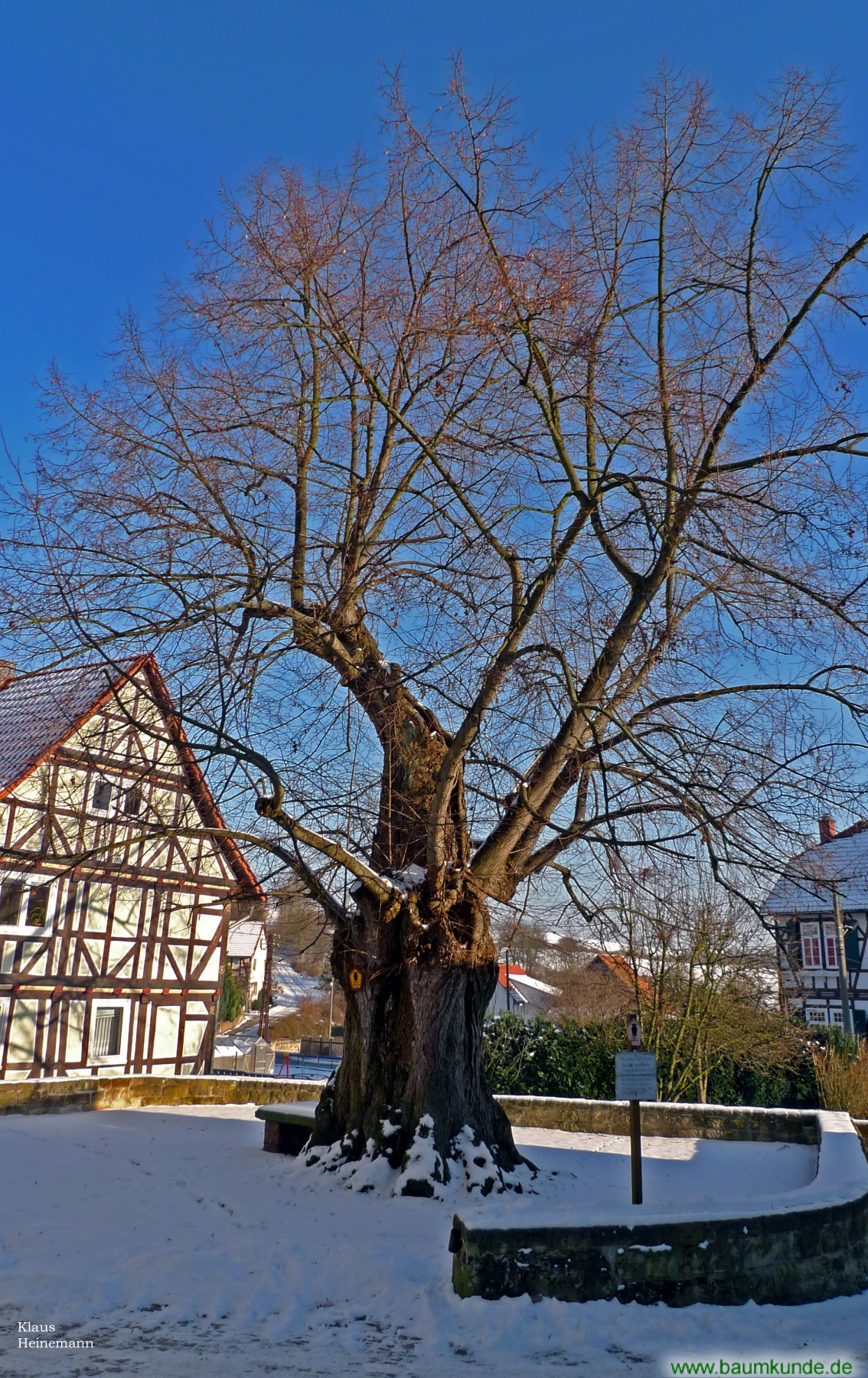 Angerlinde in Volkerode/ Eichsfeld