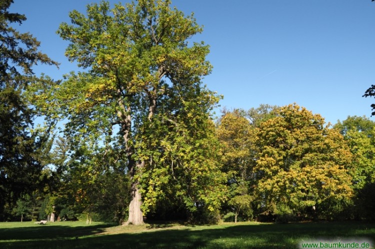 Blumenesche im Schloßpark Ballenstedt