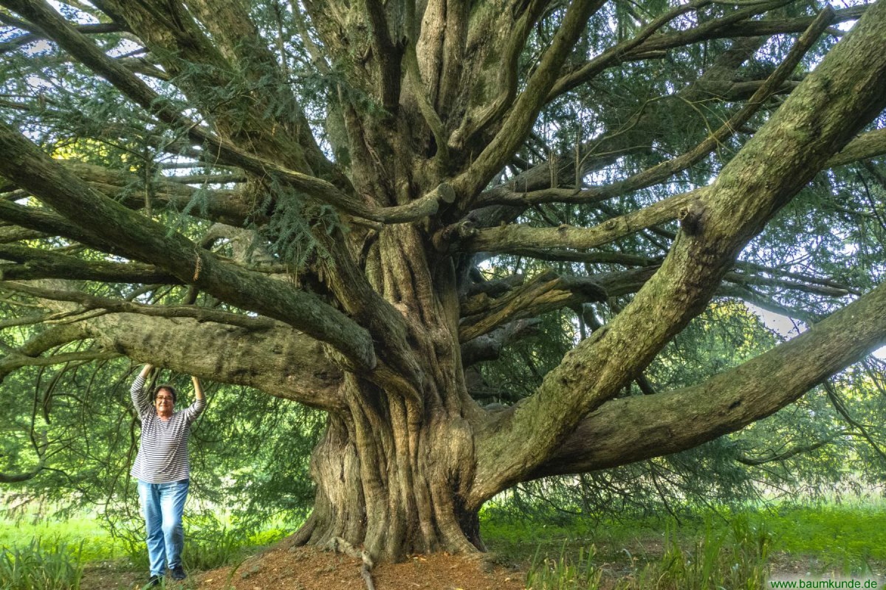 Eibe im park vom herrenhaus in locqu nol 