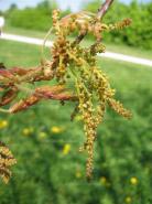 Blüten Scharlach-Eiche