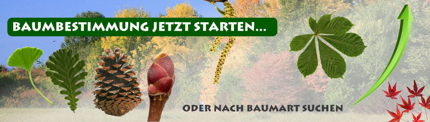 Blätter bestimmen laubbäume heimische Baum