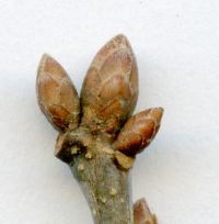 Knospe von Stiel-Eiche / Quercus robur