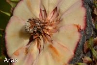 Zapfen im Querschnitt Abies procera 'Glauca'