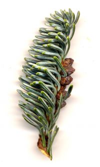Zweig von Abies procera 'Glauca'