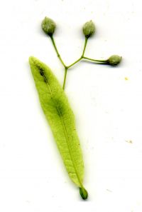 Früchte von Tilia cordata