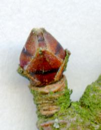 Knospe von Acer campestre