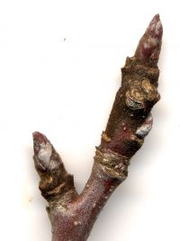 Knospe von Kultur-Apfel / Malus domestica