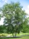 Habitus von Betula pendula