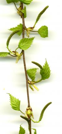 weibliche Blüten Betula pendula