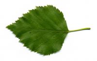 Blatt von Betula pubescens Moor-Birke
