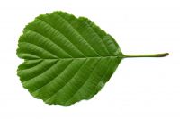 Blatt Schwarz-Ahorn