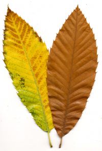 Herbstfärbung von Ess-Kastanie