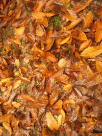 Herbstlaub Castanea sativa
