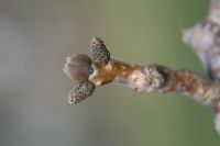 Blütenknospe von Juglans regia
