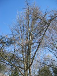 Habitus im Winter Ginkgo biloba L.