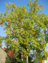 Habitus im Herbst Liriodendron tulipifera