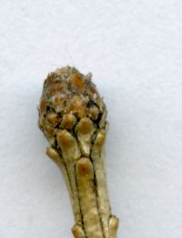 Endknospe von Larix decidua