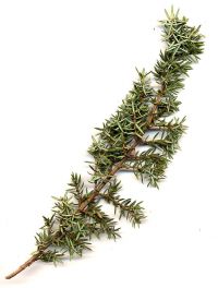 Zweig von Juniperus communis