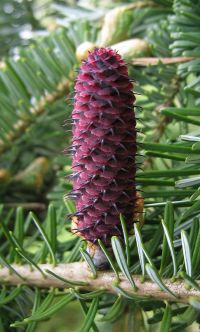 Blüten von Nordmanns Tanne / Abies nordmanniana