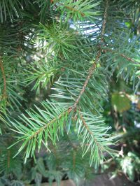 Blatt von Pseudotsuga menziesii Douglasie