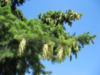 Ast mit Zapfen Pseudotsuga menziesii