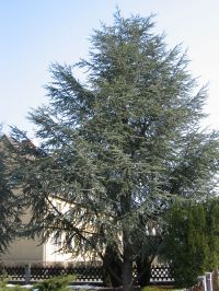 Habitus/ Gestalt / Äußere Form von Cedrus atlantica 'Glauca'