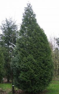 Habitus/ Gestalt / Äußere Form von Thuja occidentalis