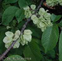 Früchte von Ulmus laevis