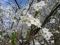 Blüten von Prunus domestica ssp. syriaca