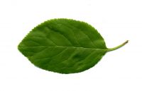 variierende Blattform Prunus domestica ssp. syriaca