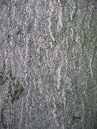 Rinde von Götterbaum / Ailanthus altissima