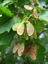 Früchte Acer tataricum subsp. ginnala
