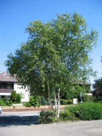 Habitus/ Gestalt / Äußere Form von Betula utilis var. jacquemontii 'Doorenbos'