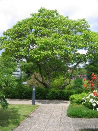 Habitus/ Gestalt / Äußere Form von Catalpa bignonioides