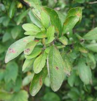 Zweig Prunus spinosa