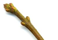 Knospe von Acer saccharinum