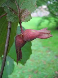 Früchte von Corylus maxima