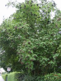 Habitus/ Gestalt / Äußere Form von Sambucus nigra