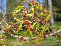 Blütenknospen Acer palmatum