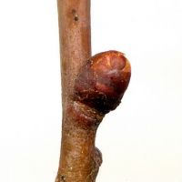Knospe von Crataegus monogyna