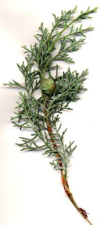 Zweig mit Zapfen Cupressus arizonica