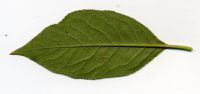 Blattrückseite von Gemeines Pfaffenhütchen