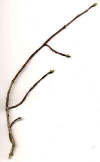 Zweig von Euonymus europaeus
