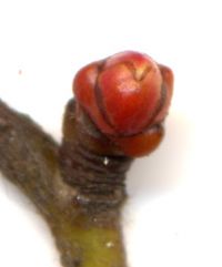 Knospe von Lederblättriger Weißdorn / Crataegus x lavallei 'Carrierei'