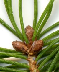 Knospe von Picea glauca 'Conica'