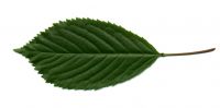 variable Blattform Prunus avium