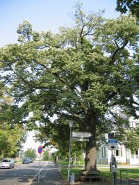 Habitus/ Gestalt / Äußere Form von Tilia tomentosa