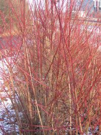 Habitus im Winter Cornus sanguinea